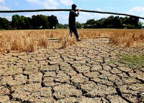 El Niño Damage To Agriculture Now At P796 Billion Da