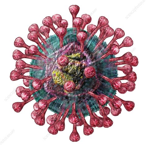 Where our experts help to advance understanding of the virus, inform the public, and brief policymakers in order to guide a response, improve care, and. Coronavirus - Stock Image M055/0291 - Science Photo Library