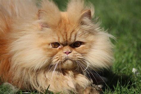 long haired persian cat breed information  persian cat