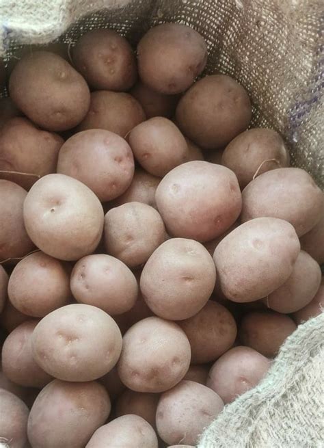 Red A Grade Lr Potatoes Packaging Size 50kg At Rs 18kg In