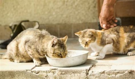 How To Tame A Feral Cat 5 Steps You Should Do