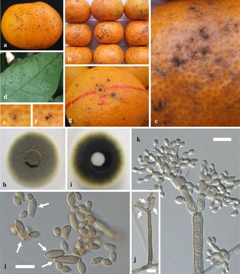 Symptoms Of Sooty Spot Ag And Image Of Causal Agent Cladosporium