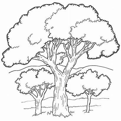 Coloring Oak Tree Forest Pages Trees Colouring