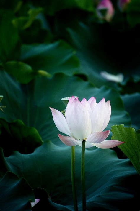 Free Photo Flower Lotus Natural Photography Water Lily Lotus