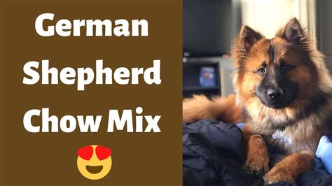 german shepherd chow mix shepherd chow a to z complete guide on this mix breed youtube