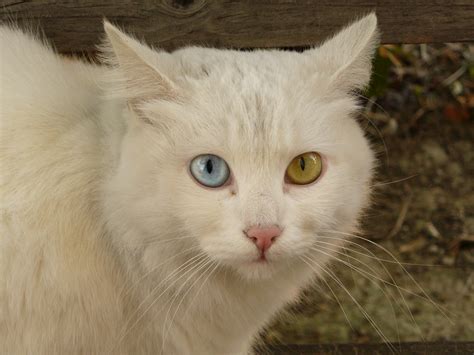 Filecat Briciola With Pretty And Different Colour Of Eyes