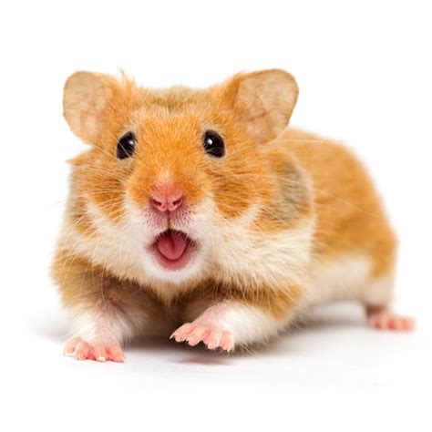 Syrische Hamster Goudhamster Informatie Drd Knaagdierwinkel