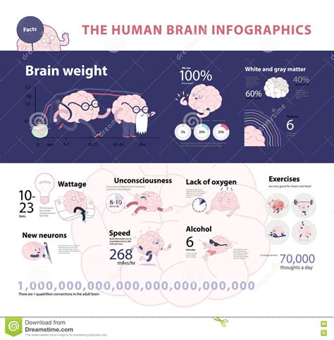 Human Brain Infographic 2 Stock Vector Illustration Of Human 72915273