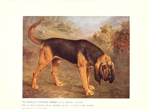 115 Vintage Dog Books On Dvd Breeding Training Pedigree Dogs Canine