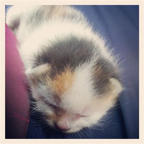 Adopter Needed Urgently For Newborn Kitten Azella Natasias