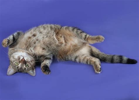 Cat Hernia Inguinal Hernia In Cats What Is A Hernia Petmd