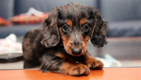 If you are looking to adopt or purchase a dachshund, have dachshund related training or behavior questions, or need to place your dachshund, we may be able to. Dachshund Puppies: Cute Pictures And Facts - DogTime