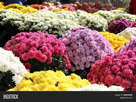 Colorful Mums Sale Image And Photo Free Trial Bigstock