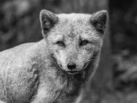 Gray Fox By Bz Photo On Youpic