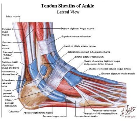 The ankle includes three joints: What Is Tendinitis (Tendonitis)? | | Natsha Krisanachinda, RMT