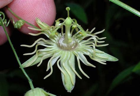 Passiflora Lutea Dwarf Passionflower Eastern Yellow Passionflower