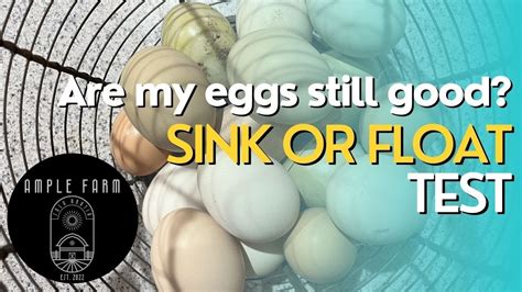 Are My Eggs Still Good Sink Float Test Youtube