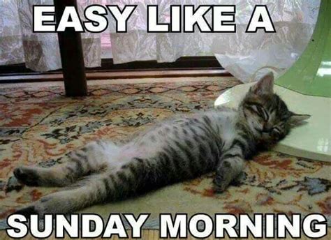 Sunday Morning Kitty ~funny Quotes~ Pinterest