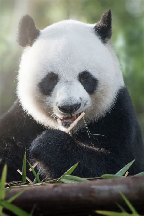 Fond Décran Panda Plante Carnivore Organisme Mammifère Herbe