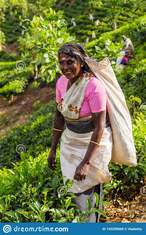 Farmers Are Harvesting Tea Picking Hand Tea Estate In Hill District