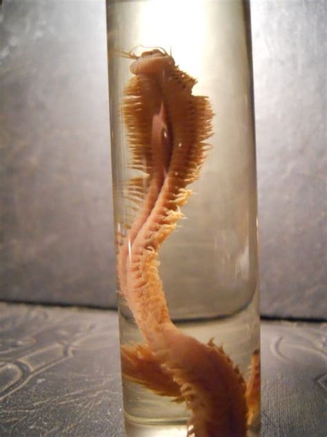 Creepy Ocean Sandworm Wet Specimen