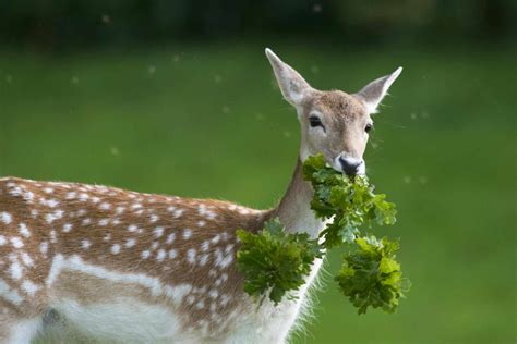 Deer Resistant Plant Lists By State