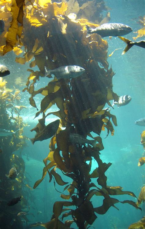 Kelp Forest The Kelp Forest Exhibit At The Monterey Ba Flickr