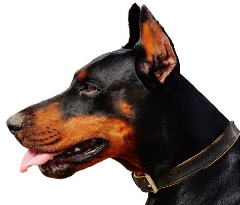 Doberman Png Image Training Your Dog Dog Training Dog Behavior Training