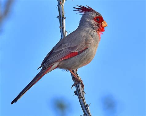 Pyrrhuloxia Male Png 0207 Nate Gowan Flickr