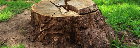 The Dangers Of Diy Tree Stump Removal Tps Tree Services
