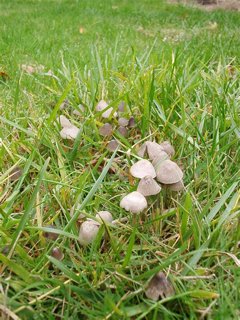 Lbms Lbms Little Brown Mushrooms In The Lawn Beau Owens Flickr