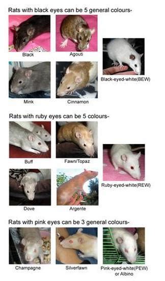 Rat Facts Elliem Rattery