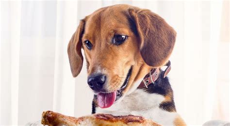 We all know that dogs inhale their food. Can Dogs Eat Fried Chicken 2021 Breaded Chicken Puppies Safe or Bad