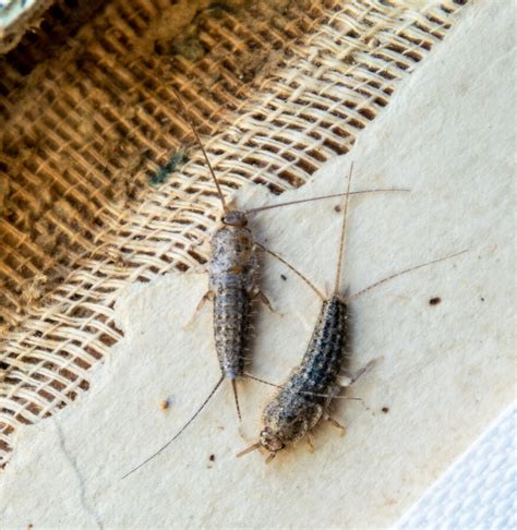 How To Get Rid Of Silverfish In Your Garden