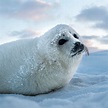 Seals, facts and photos