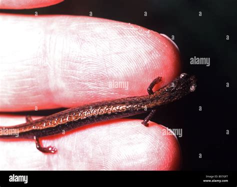 California Slender Salamander Batrachoseps Attenuatus Held On Human