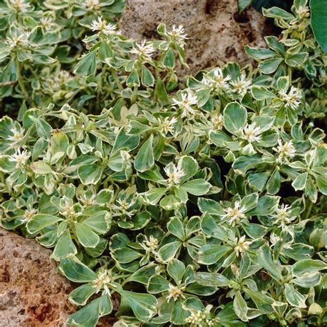 6x Japanese Pachysandra Pachysandra Green Garpet Hardy Plant