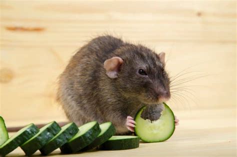 Can Rats Eat Cucumber Seeds And Peel Pickled A Vets Advice