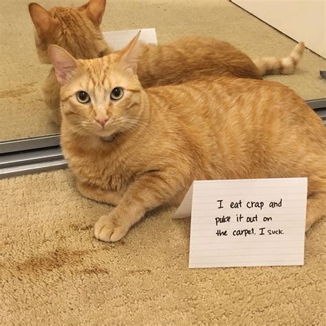 Lpt Shaming Your Cat Is The Best Way To Curb Bad Behavior Cat