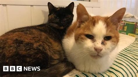 Ty Nant Cat Sanctuary Saw The Best And Worst Of Humanity Bbc News