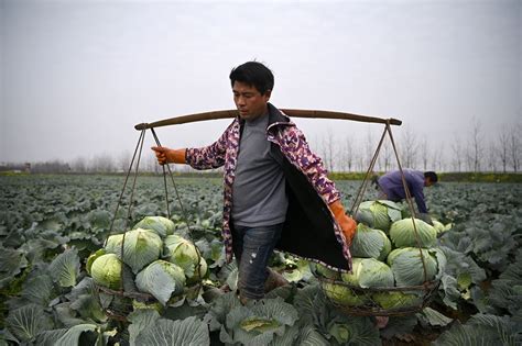 The Impact Of Covid 19 On The Agriculture Sector In China Economy News