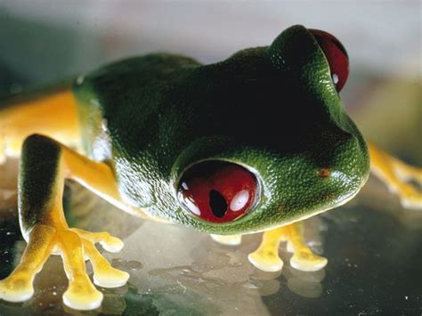 Red Eyed Tree Frog Agalychnis Callidryas Pet Lovers Forum