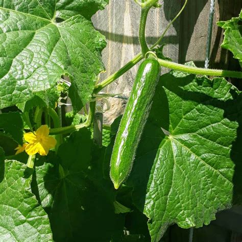 Cucumber Lebanese 4 Pot Hello Hello Plants And Garden Supplies