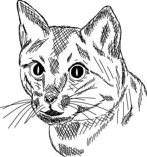 Cat Portrait Stock Vector Illustration Of Looking Kitty 17770694