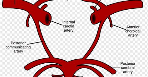 Carotid Anatomy Diagram