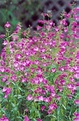 Penstemon mexicalli Red Rocks | H18" W15" | Blooms late spring thru ...