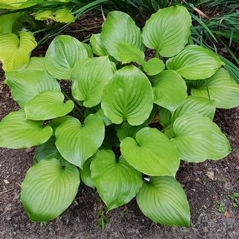 Hosta Doubled Up Buy Plantain Lily At Coolplants
