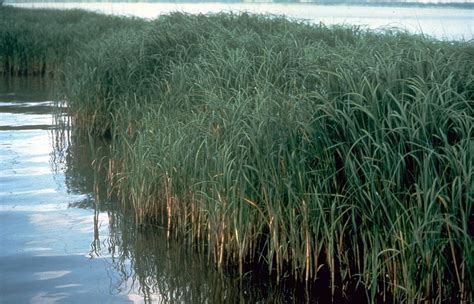 18 Spartina Grass Facts