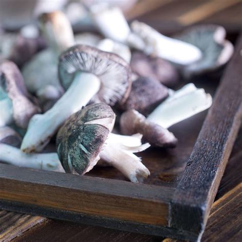 Can You Eat Raw Mushrooms Heres What You Should Know Foodiosity