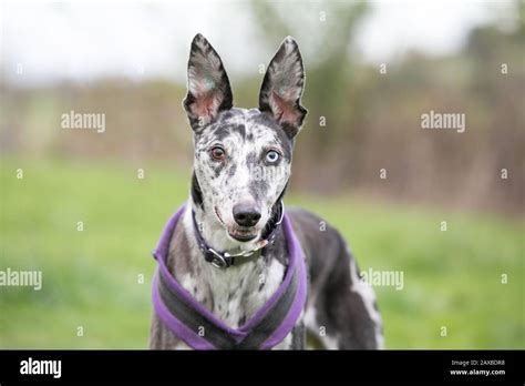 Lurcher Dog Head Hi Res Stock Photography And Images Alamy